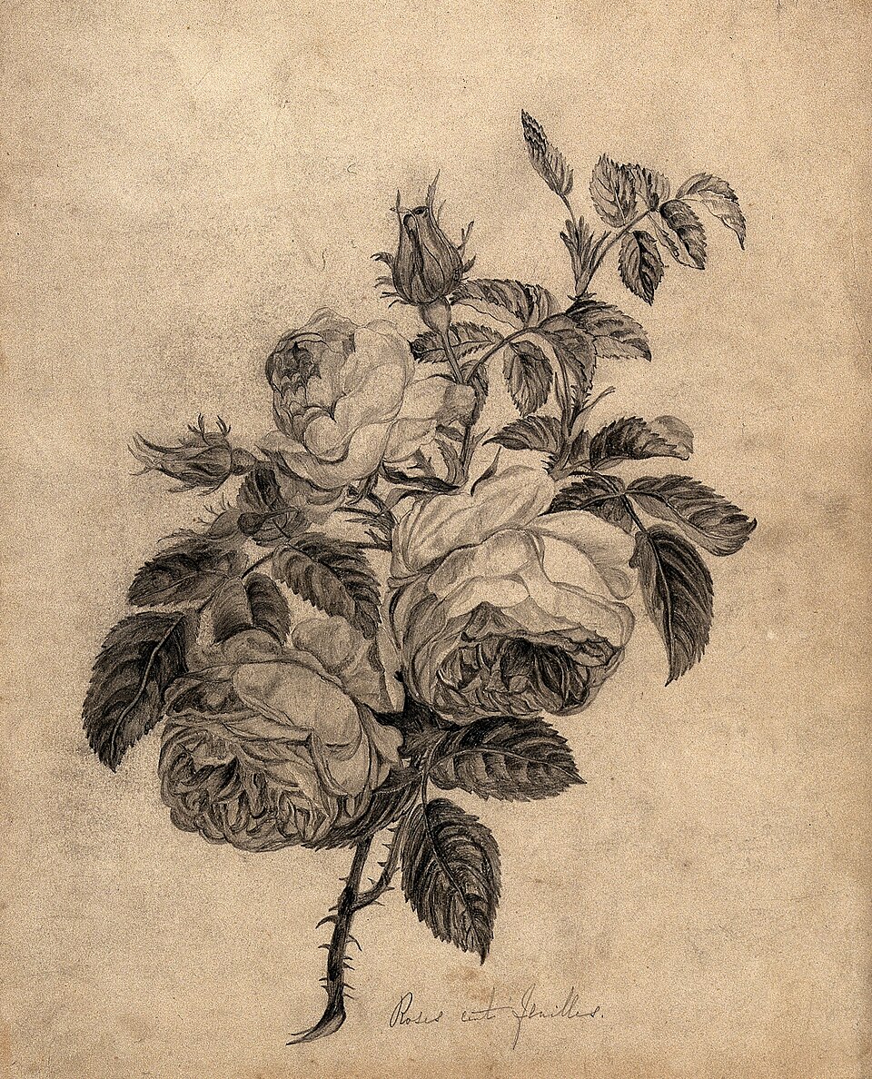 Reproduction of a pencil drawing of roses, with pale petals, dark leaves and warm-toned paper.