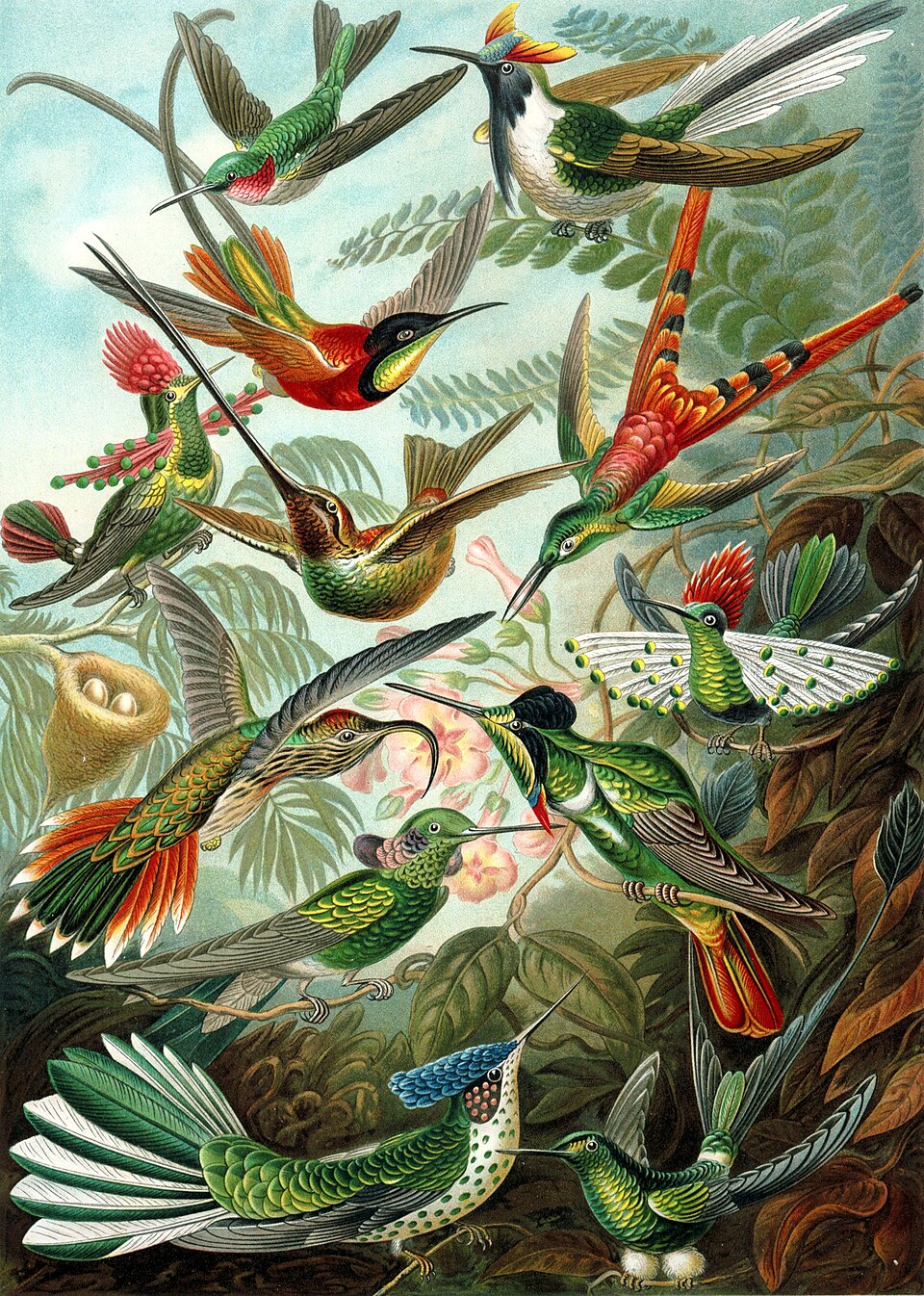 Trochilidae, plate 99 from Ernst Haeckel’s Kunstformen der Natur (1904).